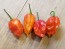 Hot Pepper ‘Zing’ Seeds (Certified Organic)