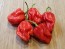 Hot Pepper 'Tiger Teeth x 7 Pot Bubblegum (BBG7)' Seeds (Certified Organic)