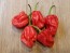 Hot Pepper 'Tiger Teeth x 7 Pot Bubblegum (BBG7)' Seeds (Certified Organic)