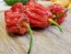 Hot Pepper 'Tiger Teeth x 7 Pot Bubblegum (BBG7)' Seeds (Certified Organic)