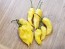 Hot Pepper ‘White Devil's Tongue’ Seeds (Certified Organic)