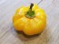 Sweet Pepper ‘Paradicsum Alaku Sarga Szentes’ Seeds (Certified Organic)