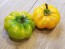 Sweet Pepper ‘Paradicsum Alaku Sarga Szentes’ Seeds (Certified Organic)