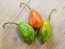 Hot Pepper ‘Aji Rainforest' Seeds (Certified Organic)