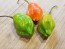 Hot Pepper ‘Aji Rainforest' Seeds (Certified Organic)