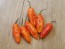 Hot Pepper ‘Black Ghost (Bhut Jolokia x Pimenta de Neyde)' Seeds (Certified Organic)