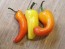 Banana Pepper 'Sweet Banana' Seeds (Certified Organic)