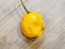 Hot Pepper ‘Trinidad Scorpion Orange’ Seeds (Certified Organic)