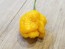 Hot Pepper ‘Trinidad Scorpion Orange’ Seeds (Certified Organic)