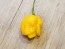 Hot Pepper ‘Trinidad Scorpion Orange’ Seeds (Certified Organic)