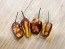 Hot Pepper ‘Pimenta Puma’ Seeds (Certified Organic)