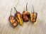 Hot Pepper ‘Pimenta Puma’ Seeds (Certified Organic)