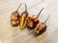 Hot Pepper ‘Pimenta Puma’ Seeds (Certified Organic)