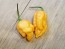 Hot Pepper 'Jay's Peach Ghost Scorpion' Seeds (Certified Organic)