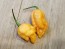 Hot Pepper 'Jay's Peach Ghost Scorpion' Seeds (Certified Organic)