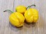 Hot Pepper 'Yellow Carolina Reaper' AKA ‘Reaper Moruga Yellow' Seeds (Certified Organic)