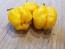 Hot Pepper 'Yellow Carolina Reaper' AKA ‘Reaper Moruga Yellow' Seeds (Certified Organic)