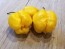 Hot Pepper 'Yellow Carolina Reaper' AKA ‘Reaper Moruga Yellow' Seeds (Certified Organic)