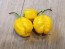 Hot Pepper 'Yellow Carolina Reaper' AKA ‘Reaper Moruga Yellow' Seeds (Certified Organic)