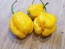 Hot Pepper 'Yellow Carolina Reaper' AKA ‘Reaper Moruga Yellow' Seeds (Certified Organic)