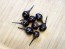 Hot Ornamental Pepper ‘Black Pearl' Seeds (Certified Organic)