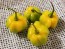 Hot Pepper ‘Yellow Scotch Bonnet’ 