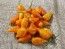 Hot Pepper ‘Carolina Reaper x Bhut Jolokia (Ghost)' Seeds (Certified Organic)