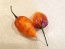 Hot Pepper ‘CGN 21500 x Isabela Island Galapagos Habanero' Seeds (Certified Organic)