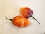 Hot Pepper ‘CGN 21500 x Isabela Island Galapagos Habanero' Seeds (Certified Organic)