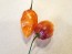 Hot Pepper ‘CGN 21500 x Isabela Island Galapagos Habanero' Seeds (Certified Organic)