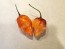 Hot Pepper ‘CGN 21500 x Isabela Island Galapagos Habanero' Seeds (Certified Organic)