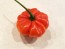 Hot Pepper ‘Aji Cachucha' Seeds (Certified Organic)