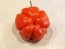 Hot Pepper ‘Aji Cachucha' Seeds (Certified Organic)