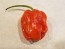 Hot Pepper ‘Aji Chombo' Seeds (Certified Organic)