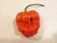 Hot Pepper ‘Aji Chombo' Seeds (Certified Organic)