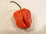 Hot Pepper ‘Aji Chombo' Seeds (Certified Organic)