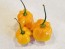 Hot Pepper ‘Orange Scotch Bonnet’ Seeds (Certified Organic)