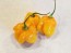 Hot Pepper ‘Orange Scotch Bonnet’ Seeds (Certified Organic)