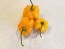 Hot Pepper ‘Orange Scotch Bonnet’ Seeds (Certified Organic)