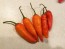Hot Pepper 'Martin's Carrot' Seeds (Certified Organic)