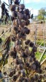 Castor Bean 'Giant Zanzibarensis' Seeds (Certified Organic)