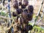 Castor Bean 'Giant Zanzibarensis' Seeds (Certified Organic)