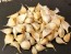 Certified Organic Oregon Blue Culinary Garlic Harvested on our Farm - 4 oz. Bag (FARM PICK-UP)