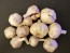 Certified Organic Bavarian Purple Culinary Garlic Harvested on our Farm - 4 oz. Bag