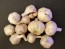  Certified Organic Bavarian Purple Culinary Garlic Harvested on our Farm - 4 oz. Bag (FARM PICK-UP)