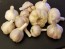  Certified Organic Bavarian Purple Culinary Garlic Harvested on our Farm - 4 oz. Bag (FARM PICK-UP)