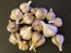 Certified Organic Korean Mountain Culinary Garlic Harvested on our Farm - 4 oz. Bag
