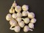 Certified Organic Lewis and Clark Culinary Garlic Harvested on our Farm - 4 oz. Bag