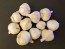 Certified Organic Norquay Culinary Garlic Harvested on our Farm - 4 oz. Bag (FARM PICK-UP)