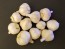 Certified Organic Norquay Culinary Garlic Harvested on our Farm - 4 oz. Bag